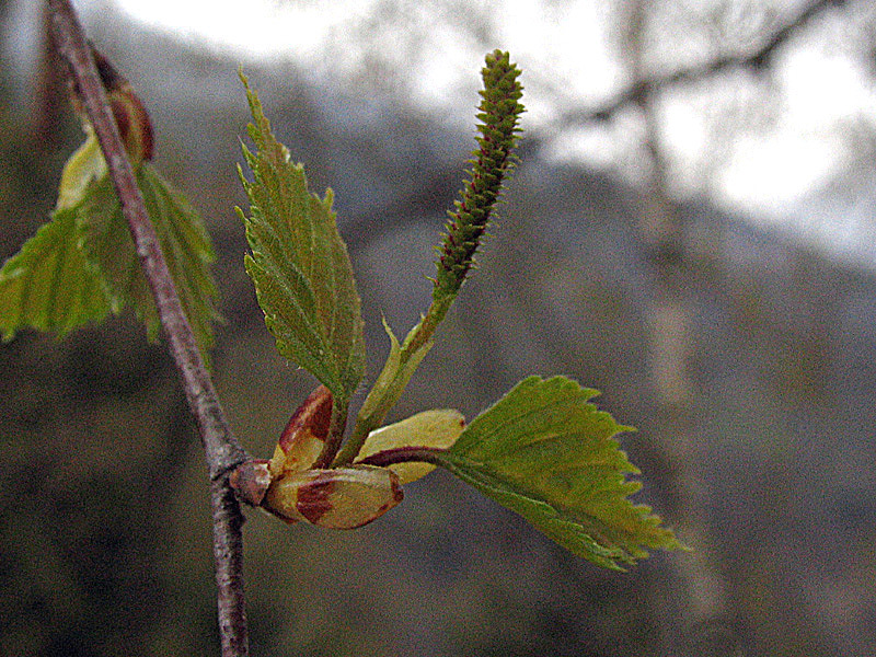 Betula pendula Roth / Betulla verrucosa